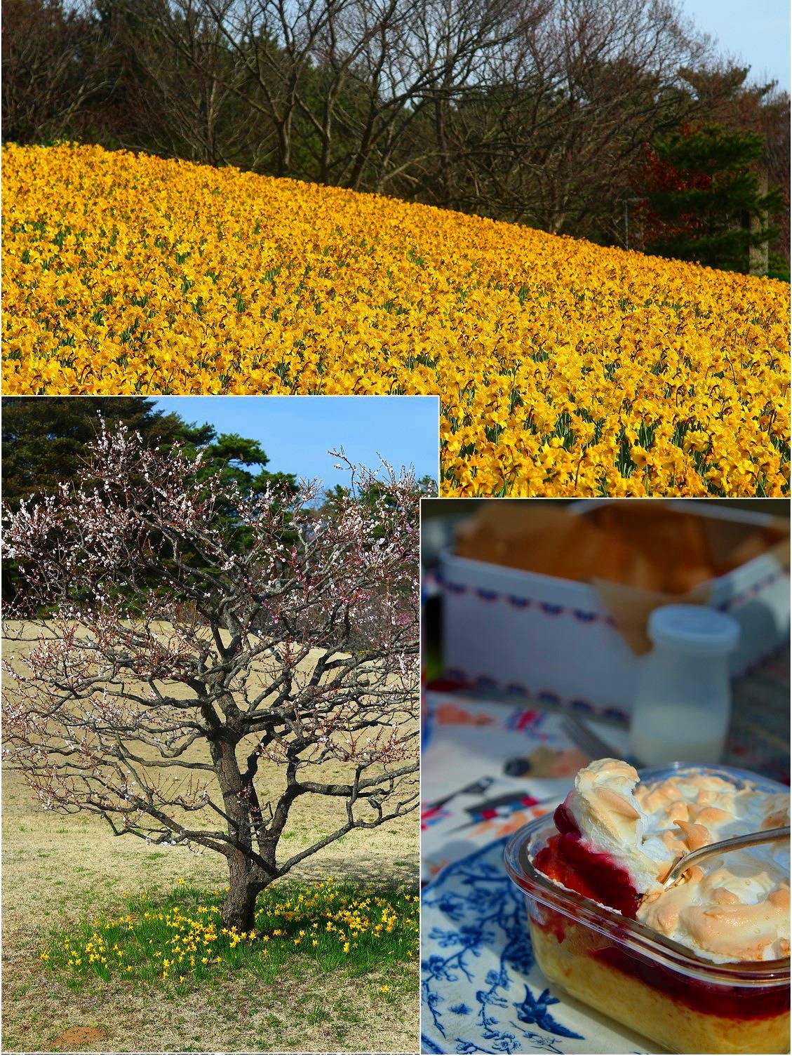 Daffodil picnic_a0107981_11441351.jpg