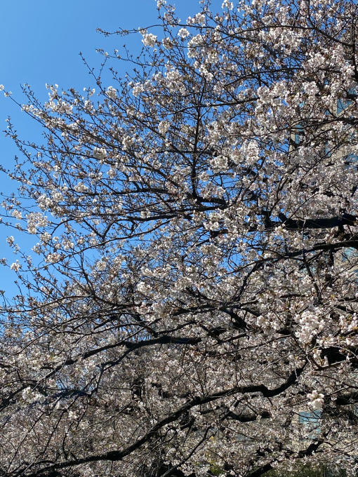 千鳥ヶ淵の桜　2020_c0188784_21544822.jpg