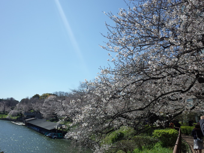 千鳥ヶ淵の桜　2020_c0188784_22184664.jpg