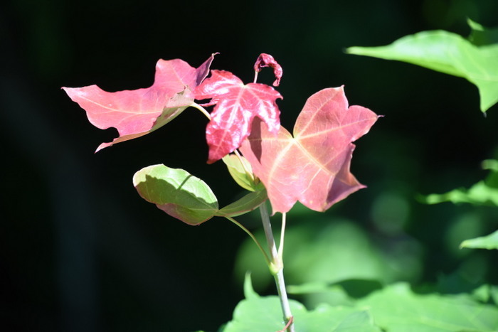 ウリカエデ・ウリハダカエデ : 奥只見・銀山平で見られる山野草