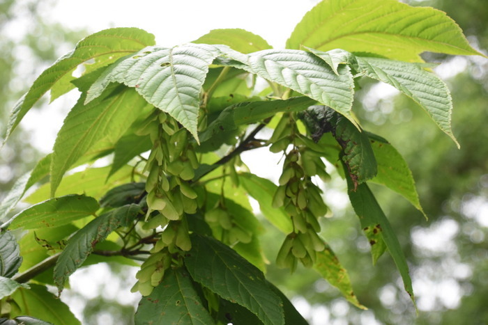 ウリカエデ・ウリハダカエデ : 奥只見・銀山平で見られる山野草