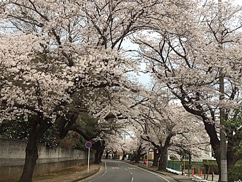野田の清水公園のお花見 オババの徒然
