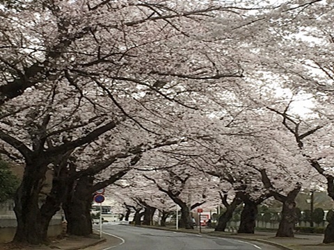 野田の清水公園のお花見 オババの徒然