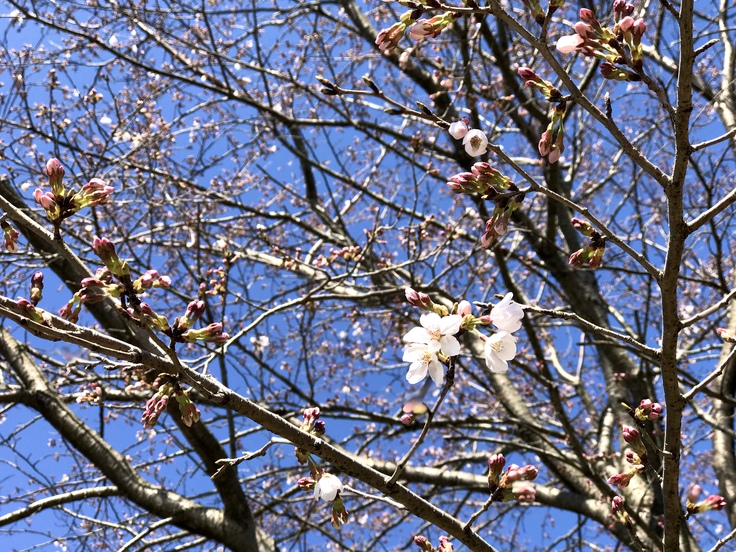 宮ヶ瀬ブルーと草抜きと山ごはん_c0212604_13573490.jpg