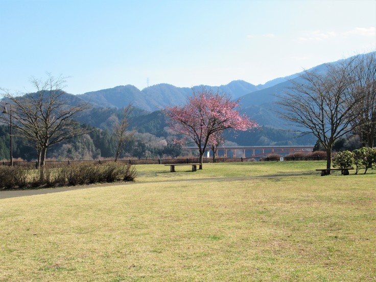 公園の1本の樹_c0212604_19472815.jpg