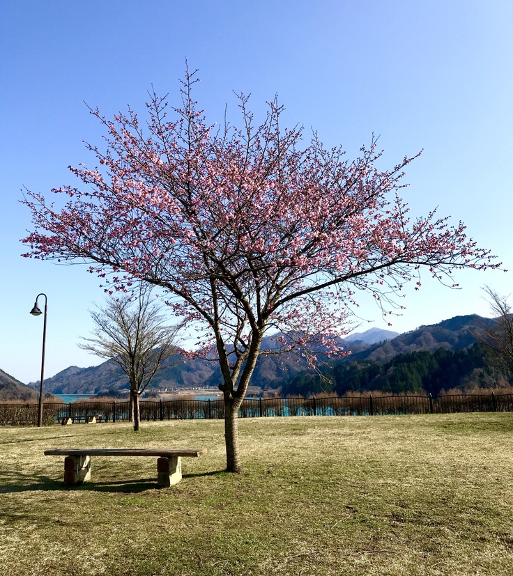公園の1本の樹_c0212604_2023896.jpg