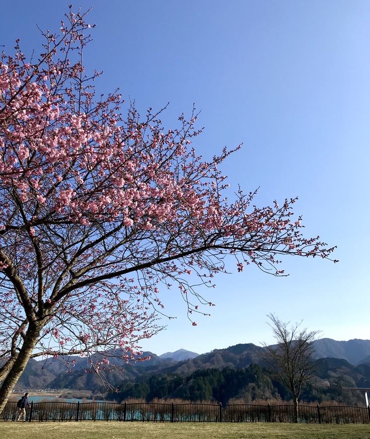 公園の1本の樹_c0212604_2034138.jpg