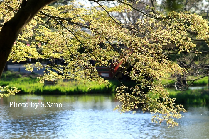 1年ぶりの称名寺(2020年3月)_b0348205_23083955.jpg