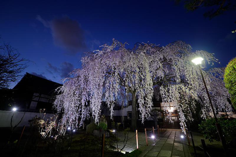 2020桜巡り@本満寺 ライトアップ_f0032011_21530327.jpg