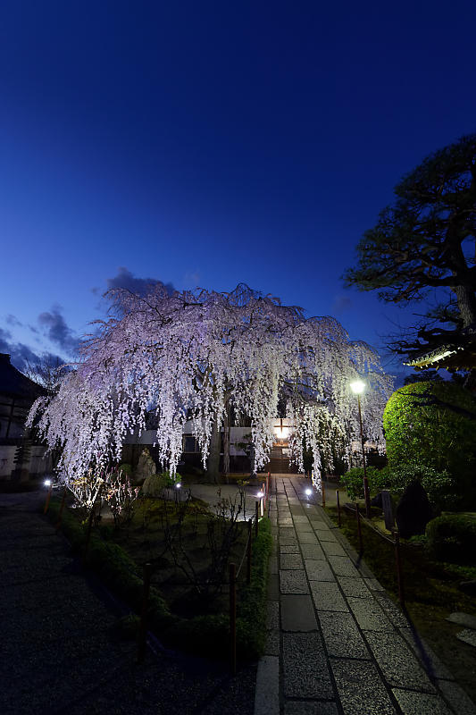 2020桜巡り@本満寺 ライトアップ_f0032011_21530378.jpg