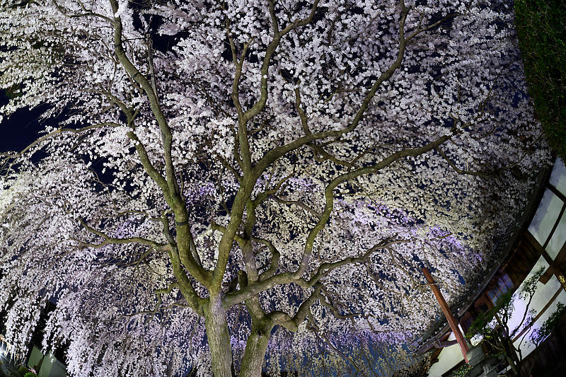 2020桜巡り@本満寺 ライトアップ_f0032011_21530424.jpg