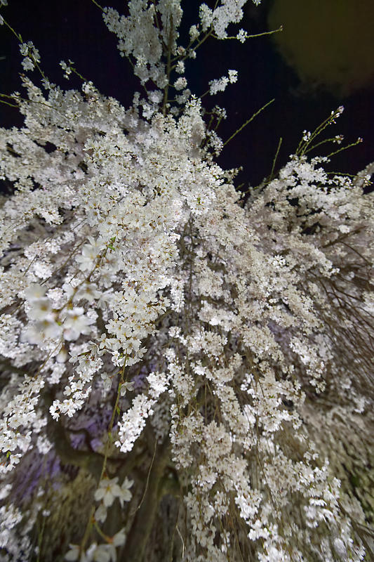 2020桜巡り@本満寺 ライトアップ_f0032011_21530451.jpg
