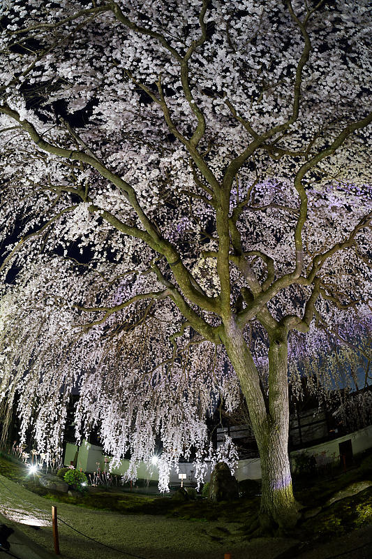 2020桜巡り@本満寺 ライトアップ_f0032011_21530476.jpg