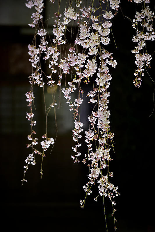 2020桜巡り@本満寺 ライトアップ_f0032011_21530487.jpg