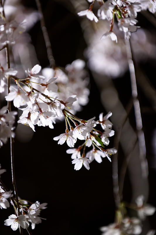 2020桜巡り@本満寺 ライトアップ_f0032011_21530592.jpg