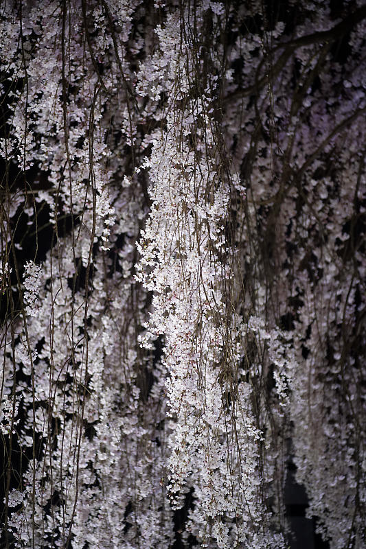 2020桜巡り@本満寺 ライトアップ_f0032011_22033147.jpg