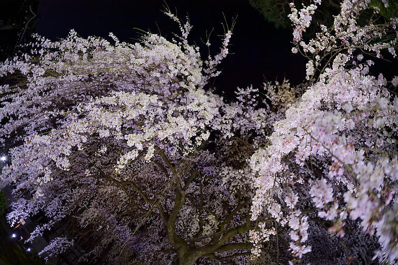 2020桜巡り@本満寺 ライトアップ_f0032011_22033210.jpg