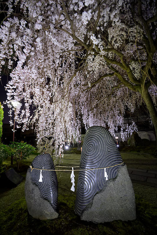 2020桜巡り@本満寺 ライトアップ_f0032011_22033236.jpg