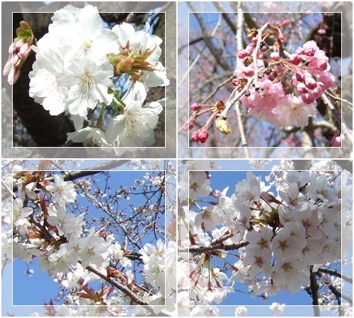 ３月２５日（水）桜は満開だけど_d0048312_21020537.jpg