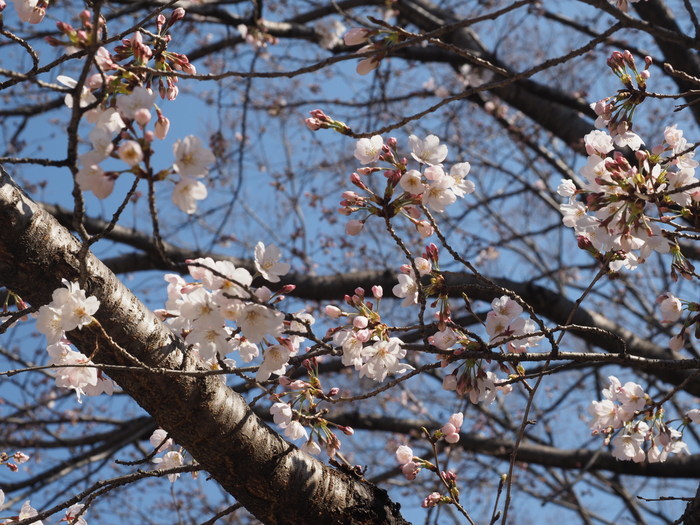 五日市中央公園の桜の花_c0116915_00123729.jpg