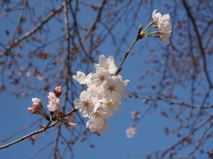 五日市中央公園の桜の花_c0116915_00125044.jpg