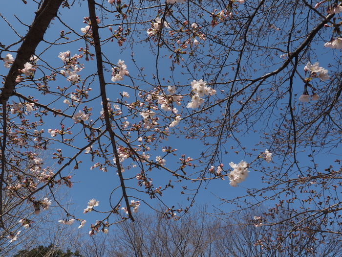 五日市中央公園の桜の花_c0116915_00125999.jpg