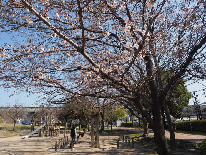 五日市中央公園の桜の花_c0116915_00130936.jpg