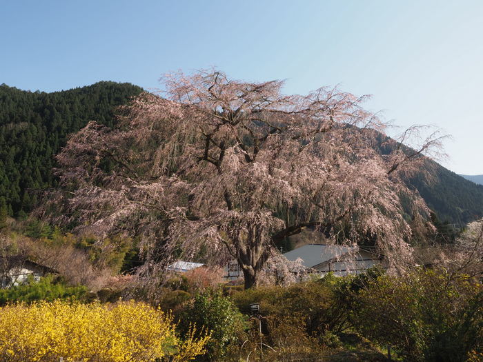 湯の山のしだれ桜_c0116915_23252974.jpg