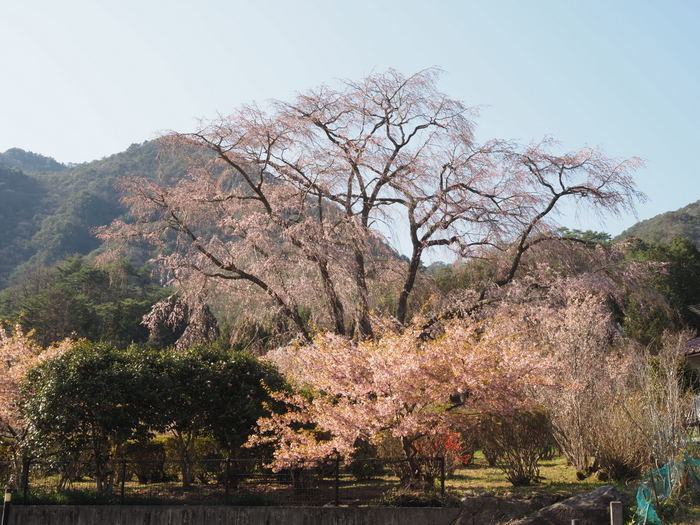 湯の山のしだれ桜_c0116915_23254866.jpg