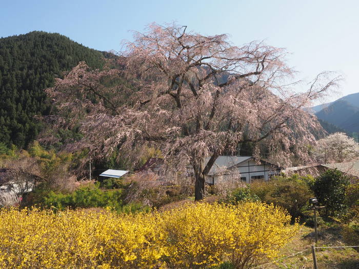 湯の山のしだれ桜_c0116915_23260069.jpg