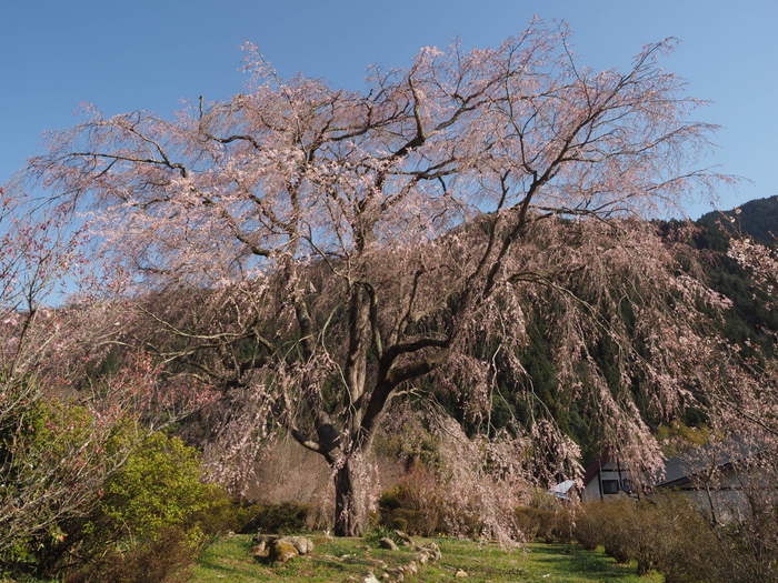 湯の山のしだれ桜_c0116915_23262494.jpg