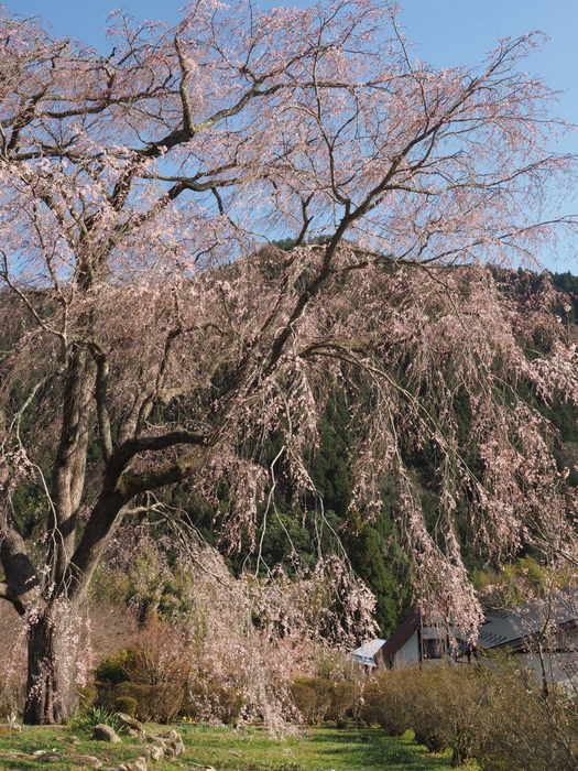 湯の山のしだれ桜_c0116915_23263922.jpg