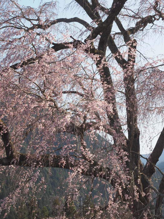 湯の山のしだれ桜_c0116915_23264842.jpg