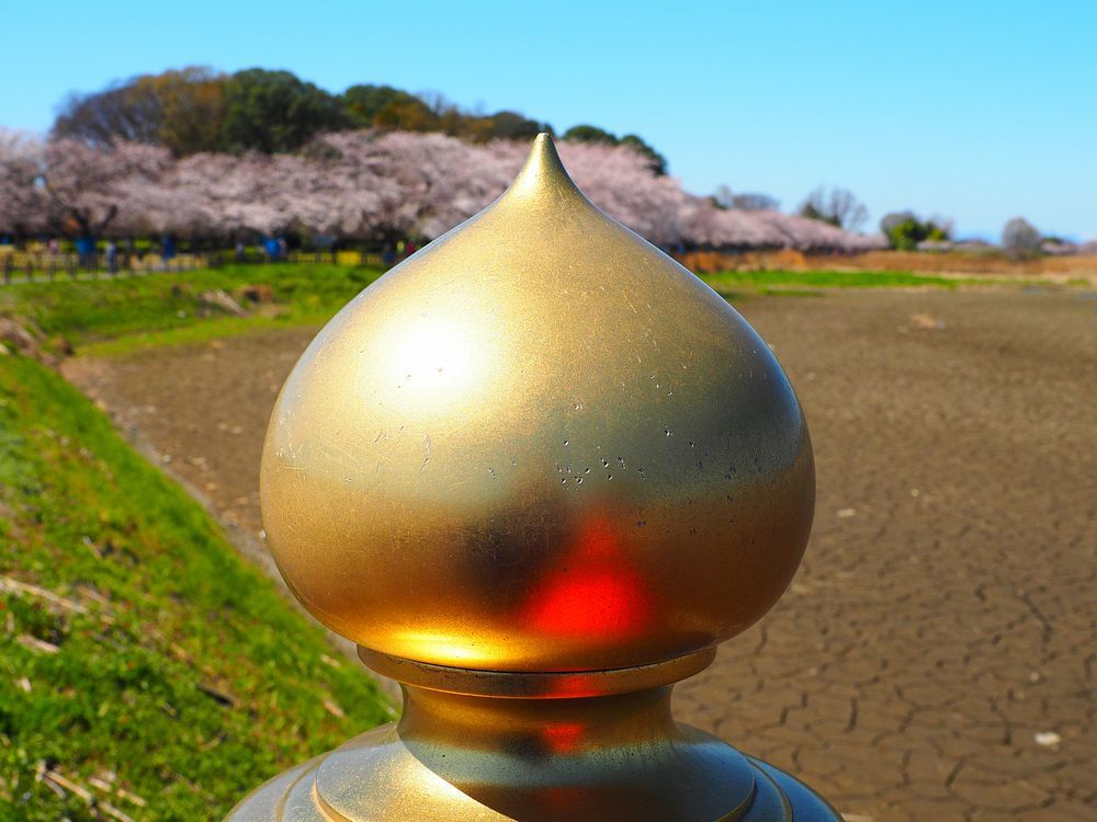多々良沼の桜満開!♪・・・変なアングルも(^^;_a0031821_16482175.jpg