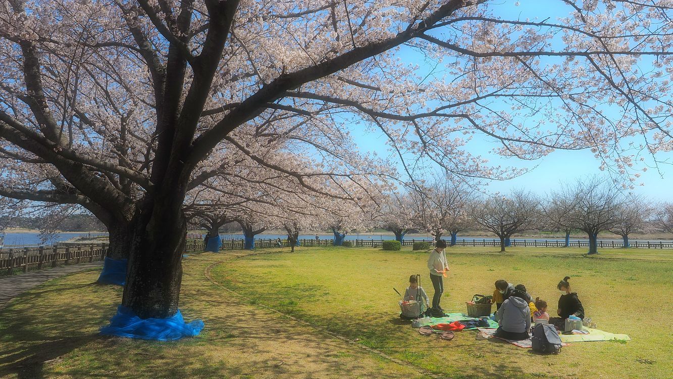 多々良沼の桜満開!♪・・・変なアングルも(^^;_a0031821_16573905.jpg
