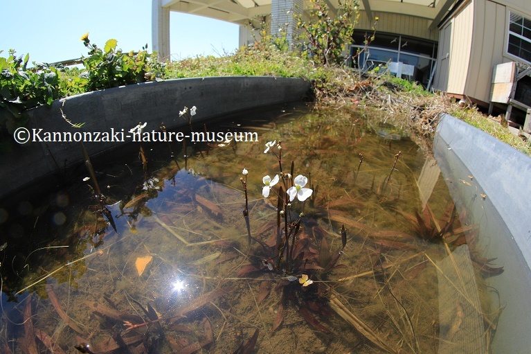 ヤブキリの幼虫を見る(2020年3月)_a0386621_13471589.jpg