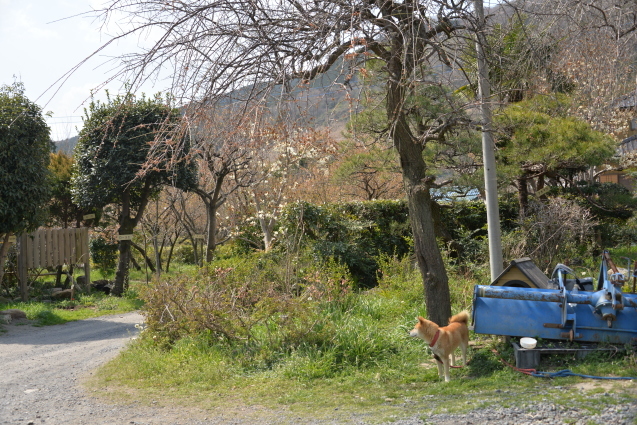 埼玉へ遠足②　有機農業の村～川辺でお弁当_e0335926_23134023.jpg