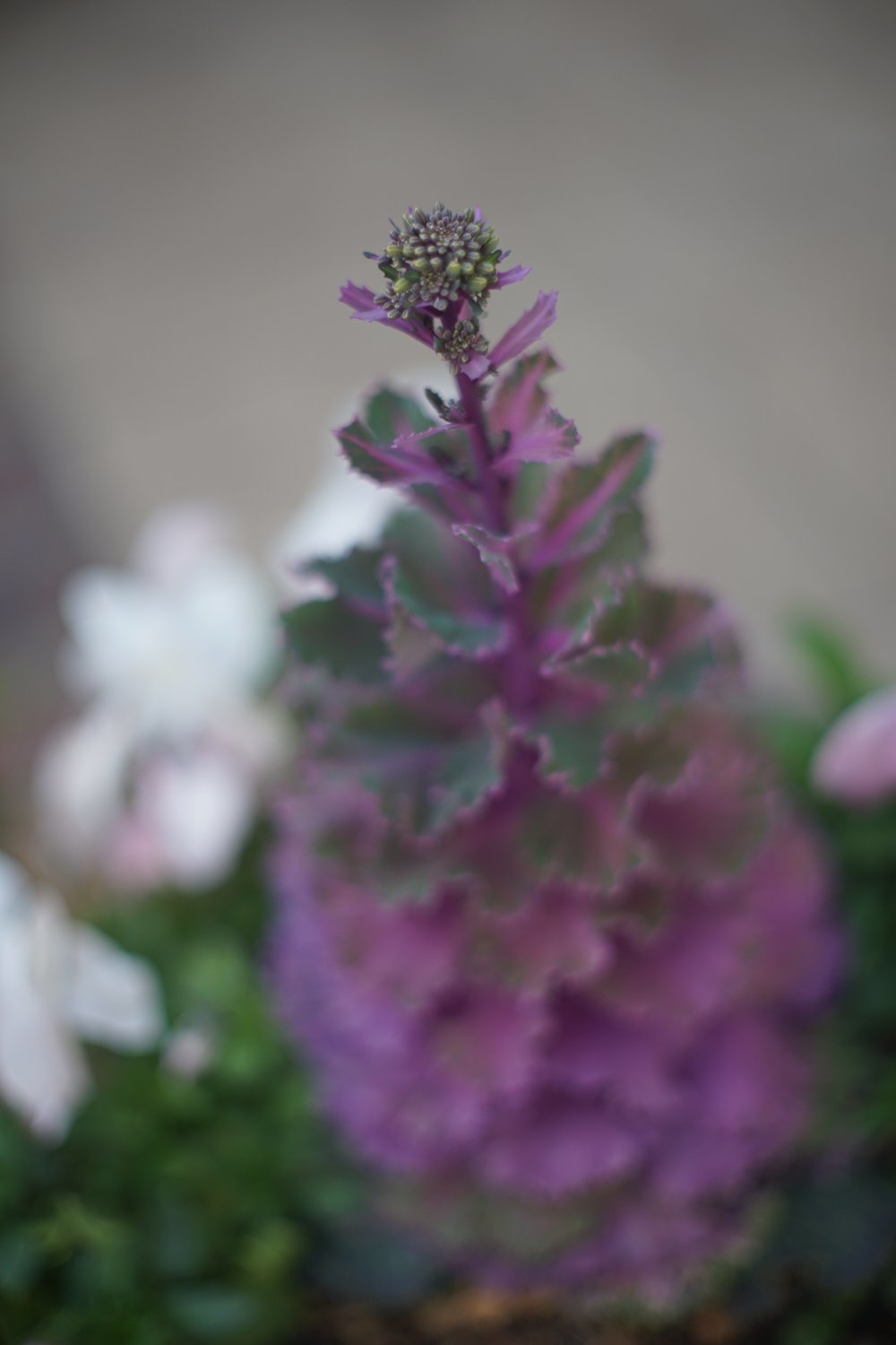 RE オートトプコール 58mm F1.4 で 遊ぶ_b0069128_16243065.jpg