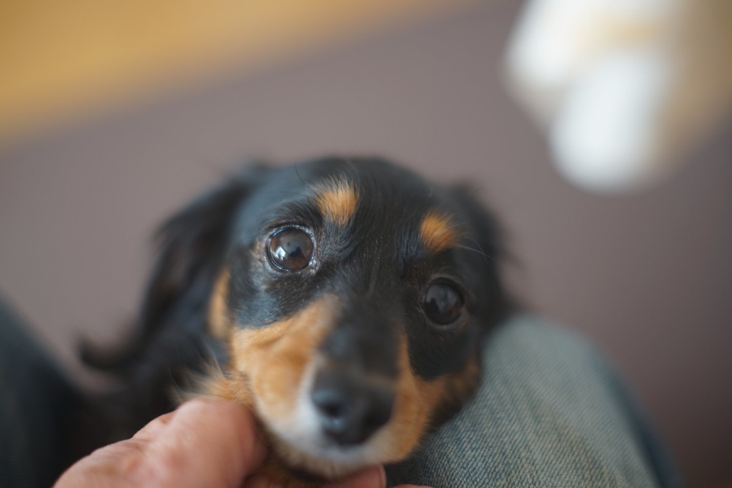 RE オートトプコール 58mm F1.4 で 遊ぶ_b0069128_16244690.jpg