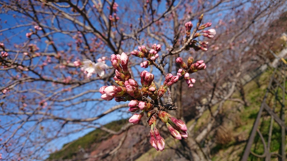 嬉野温泉の桜はちらほ..._b0098228_10210919.jpg