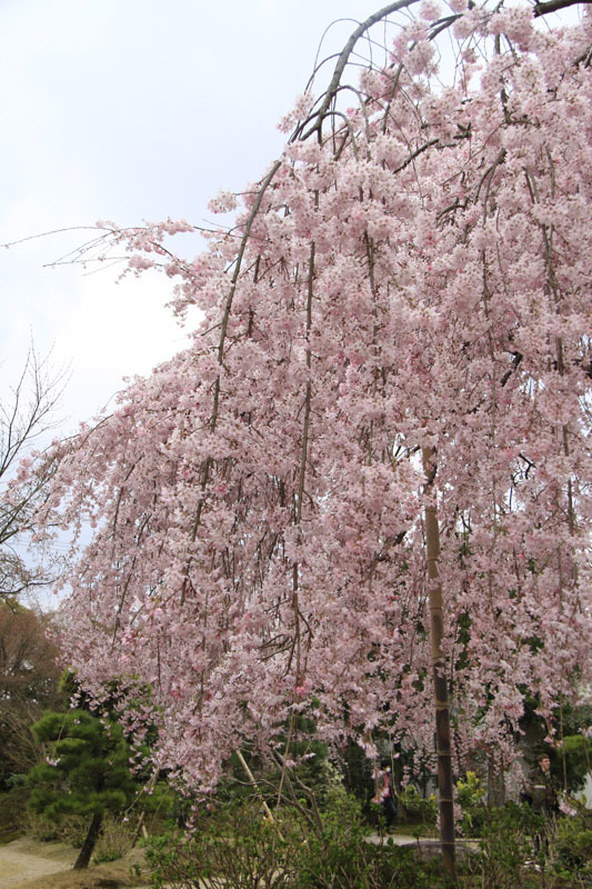 京都2013年3月29日の３＆2020年3月25日の伊勢原(改訂版）_e0367330_11432211.jpg