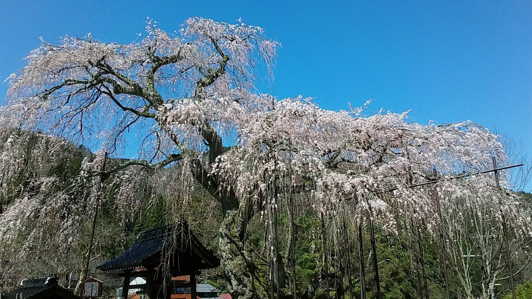 西日本一幹の太い 泰雲寺 7分咲き 3 25日 朝野家スタッフのblog