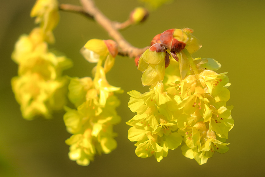 トサミズキの花_d0377637_17041055.jpg