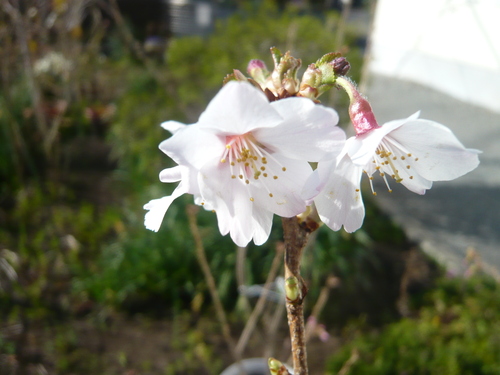 富士桜 ふじざくら が咲きました 専業主婦の愚痴話