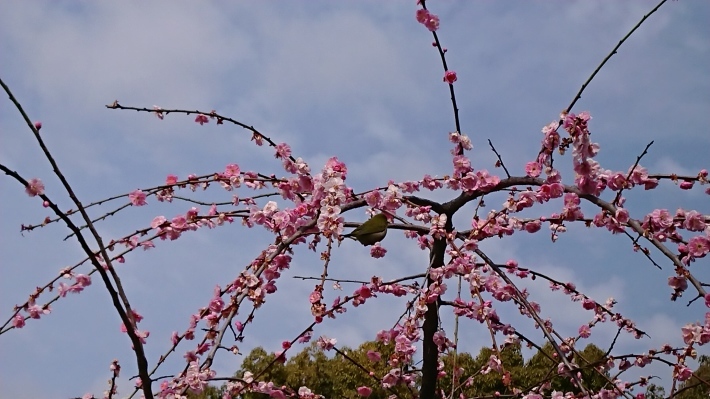 季節の進みと花の香り_b0343251_20095612.jpg