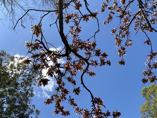 快晴気温は12℃_c0327752_14560913.jpg