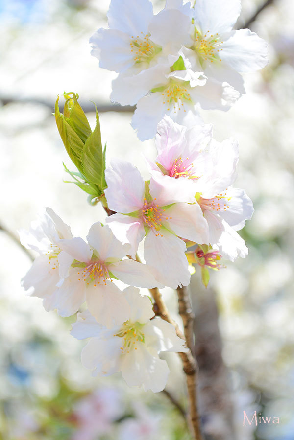 「新宿御苑」の桜_f0224855_18575821.jpg