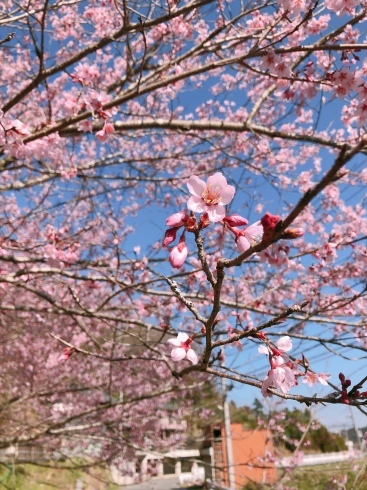 お花見ドライブ🚐_d0178056_22334644.jpeg