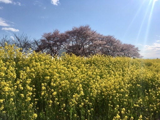 桜と菜の花のコラボレーションじょ_a0053063_06014212.jpeg