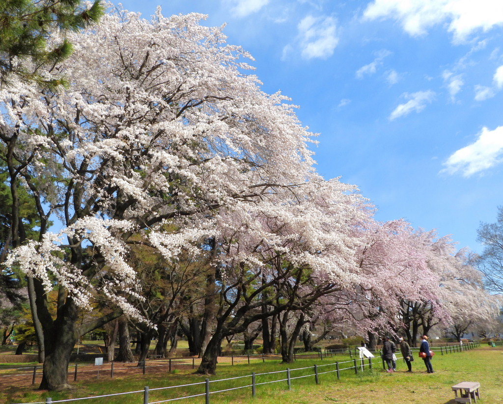 もう見頃だった 🌸 祇園シダレザクラ 🌸_c0305565_17333673.jpg